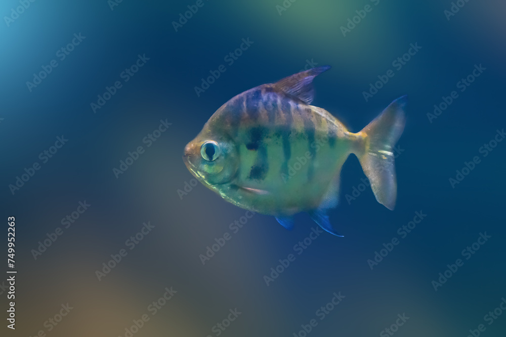 Striped Metynnis (Metynnis fasciatus) - Freshwater Fish