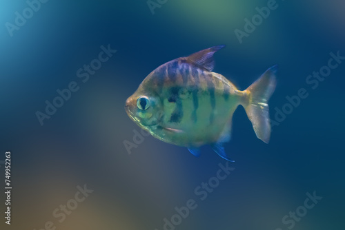 Striped Metynnis (Metynnis fasciatus) - Freshwater Fish © diegograndi