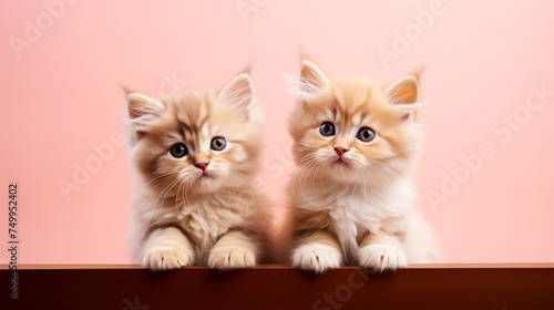 Two cute fluffy kittens in a relaxed pose. on a pastel background © Rassamee