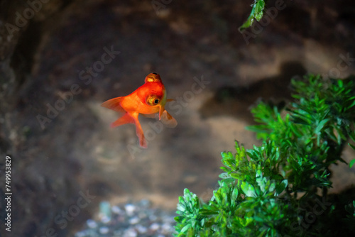 Telescope Goldfish (Carassius auratus) - Freshwater pet fish photo