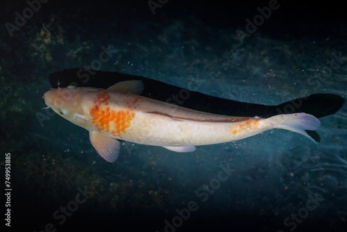 Decorative Koi Fish  Cyprinus carpio 