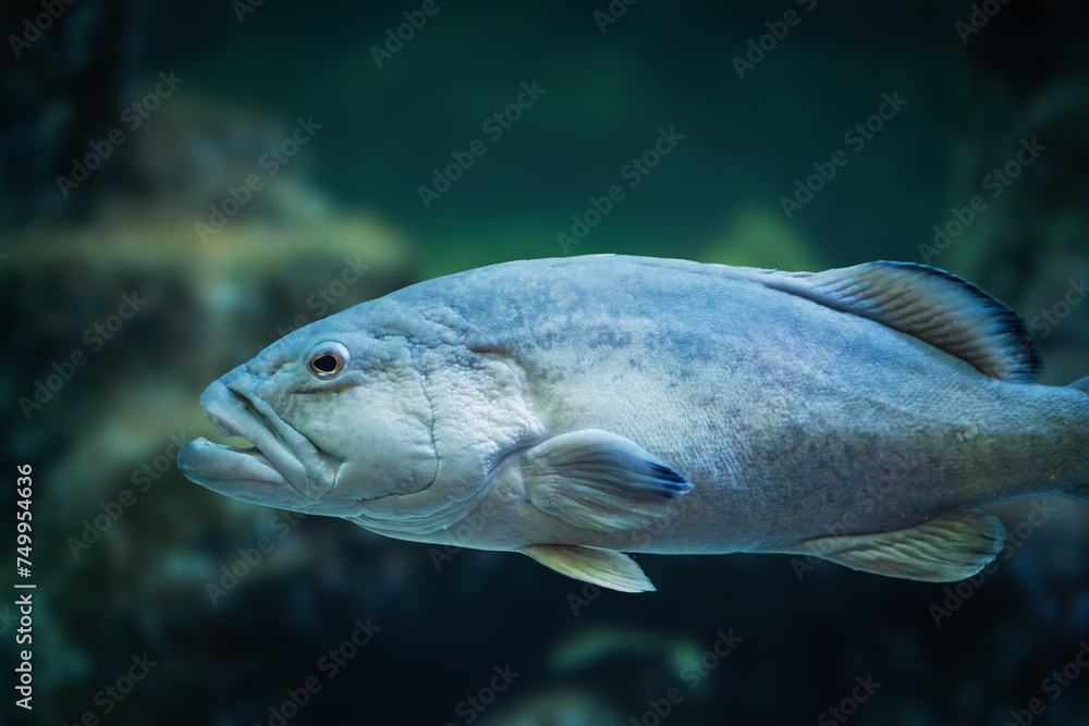 Fototapeta premium Gag Grouper fish (Mycteroperca microlepis)