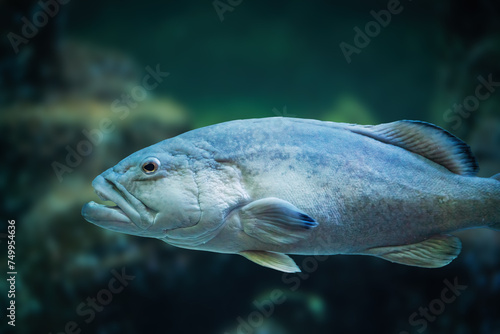 Gag Grouper fish (Mycteroperca microlepis)