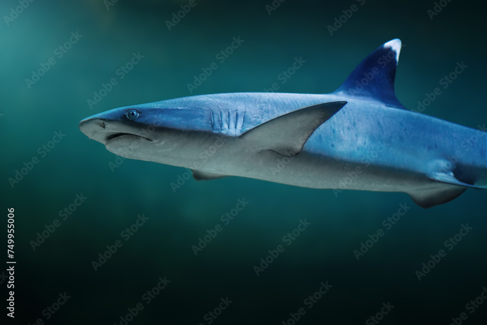 Obraz premium Whitetip Reef Shark (Triaenodon obesus)