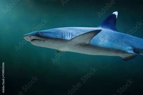 Whitetip Reef Shark  Triaenodon obesus 