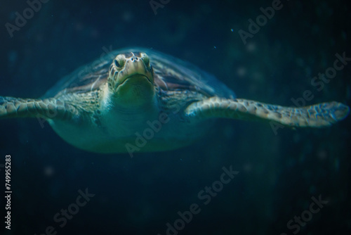 Green Sea Turtle (Chelonia mydas) underwater photo