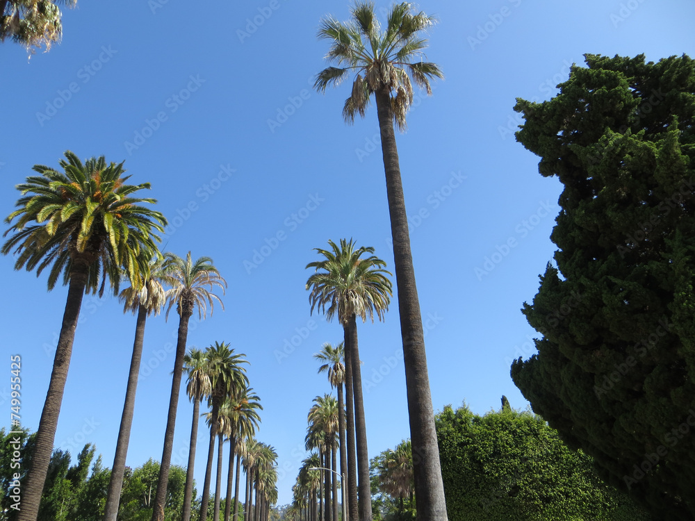 Palm trees street in Beverly Hills, Los Angeles, California, USA.