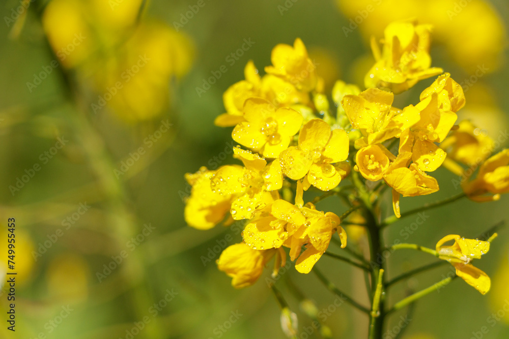 春の到来を感じさせる菜の花 春の到来を感じさせる菜の花