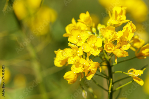 春の到来を感じさせる菜の花 © Gottchin Nao