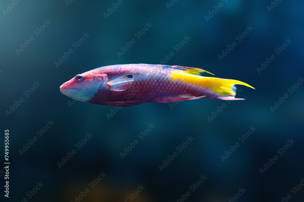 Spotfin Hogfish (Bodianus pulchellus) - Marine Fish Spotfin Hogfish (Bodianus pulchellus) - Marine Fish