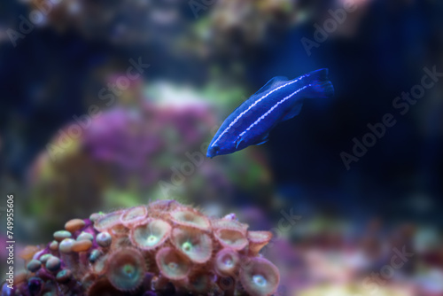 Fourline Wrasse (Larabicus quadrilineatus) - Marine Fish