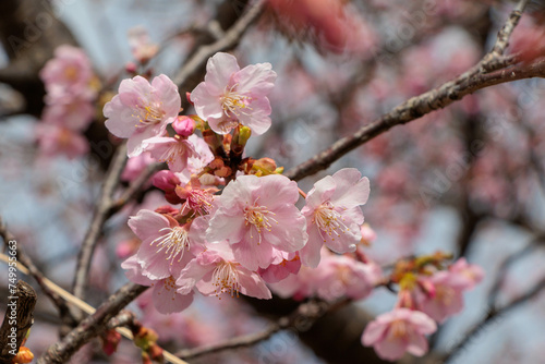 早咲の桜の花