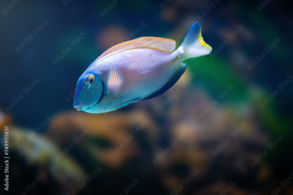 Ocean Surgeon (Acanthurus bahianus) - Marine Fish