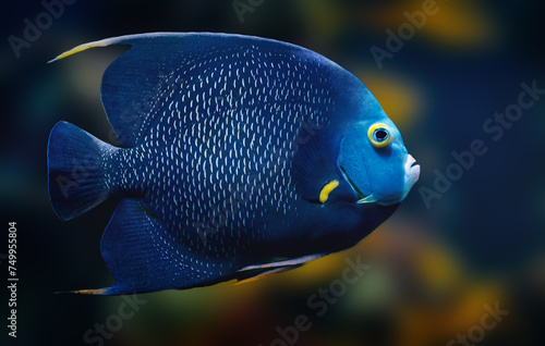 French Angelfish (Pomacanthus paru) - Marine Fish © diegograndi