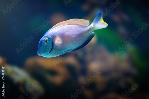 Obraz na płótnie Ocean Surgeon (Acanthurus bahianus) - Marine Fish w salonie