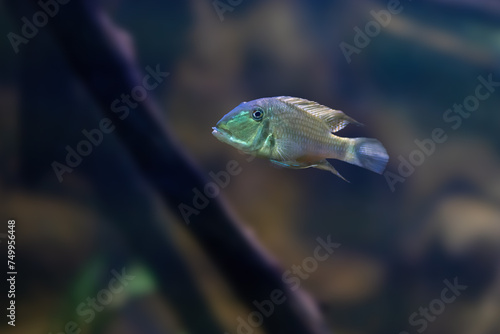 Demon Eartheater (Satanoperca jurupari) - Freshwater Fish photo