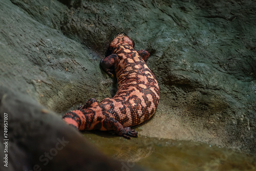 Gila Monster (Heloderma suspectum) - venomous lizard photo