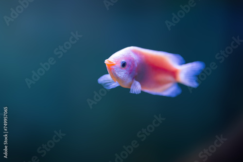 Kissing Gourami (Helostoma Temminckii) - Freshwater Fish © diegograndi