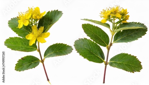 set of 2 hypericum branches pressed plants isolated on white