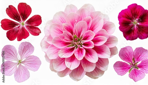 set of pink flowers and geranium petals floral isolated design element top view flat lay set of pink flowers and geranium petals floral isolated design element top view flat lay © Ryan