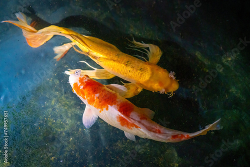 Hariwake and Yellow Koi Fish with Butterfly Fin © diegograndi