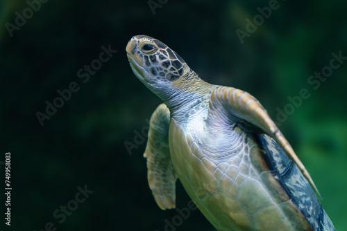 Green Sea Turtle (Chelonia mydas) underwater