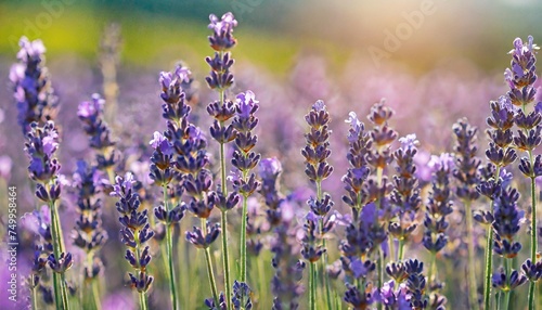 purple lavender flowers field at summer with burred background close up macro image photo