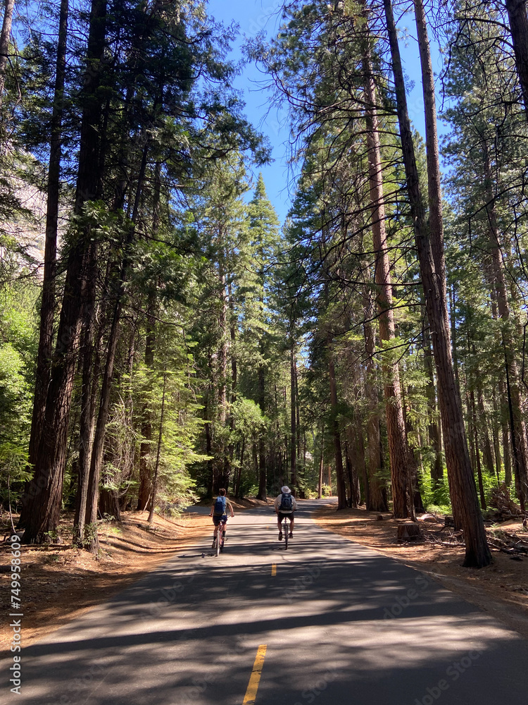Mirror Lake Trail in Yosemite National Park, Yosemite Valley, California, USA. Yosemite National Park asphalted road with tall trees on the side and hills.
