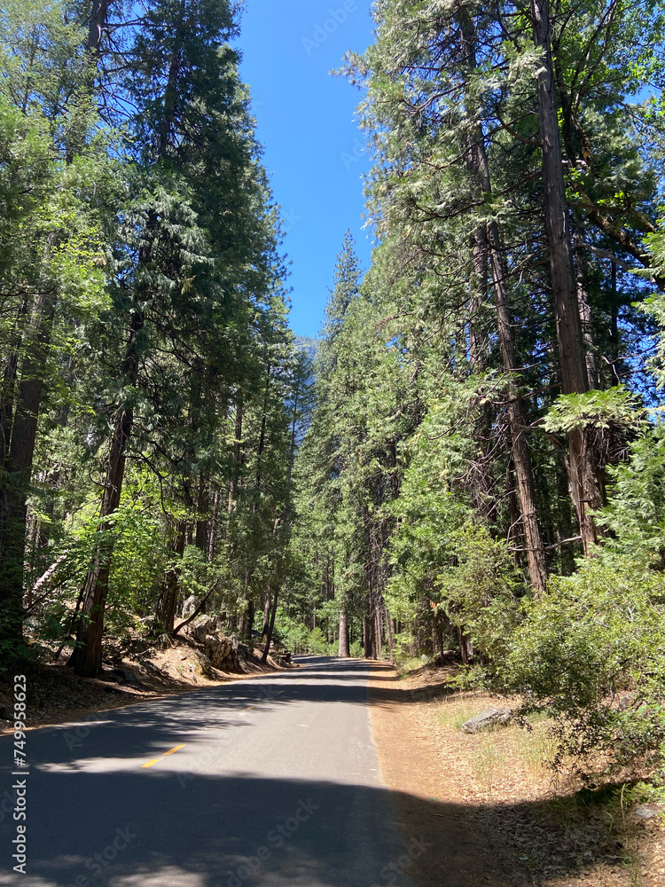 Mirror Lake Trail in Yosemite National Park, Yosemite Valley, California, USA. Yosemite National Park empty asphalted road with tall trees on the side and hills.