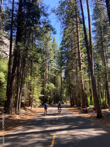 Obraz na płótnie Mirror Lake Trail in Yosemite National Park, Yosemite Valley, California, USA. Yosemite National Park asphalted road with tall trees on the side and hills. w salonie