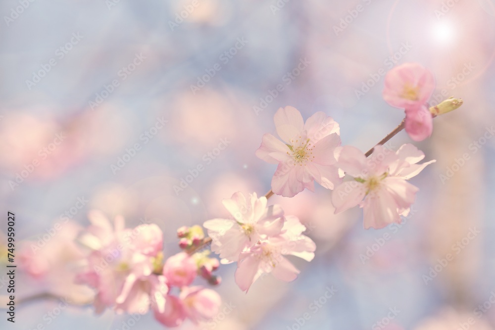 Spring flowers. Beautifully blossoming tree branch. Cherry - Sakura and sun with a natural colored background. Spring flowers. Beautifully blossoming tree branch. Cherry - Sakura and sun with a natural colored background.