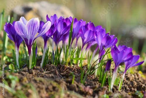Spring flowers. Beautiful colorful first flowers on meadow with sun. Crocus Romance Yellow - Crocus Chrysanthus - Crocus tommasinianus - Crocus Tommasini.