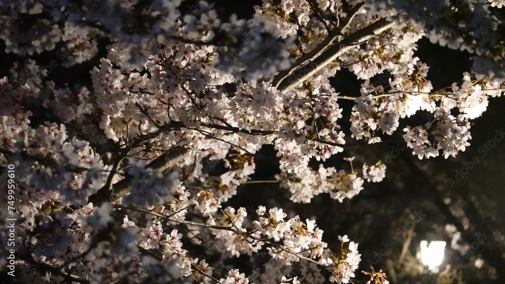 夜桜 夜桜