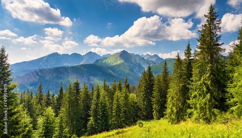 spruce forest on a sunny day scenic summer landscape of natural park in poland green outdoor nature environment high tatra ridge in the distance beneath a gorgeous sky with clouds
