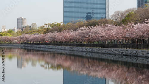 水面に映る桜並木 © 利光 守本