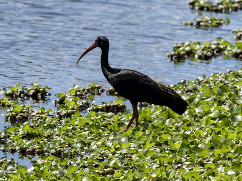 Bare-faced Ibis, Phimosus infuscatus, foraging in a swamp, Colombia. photo