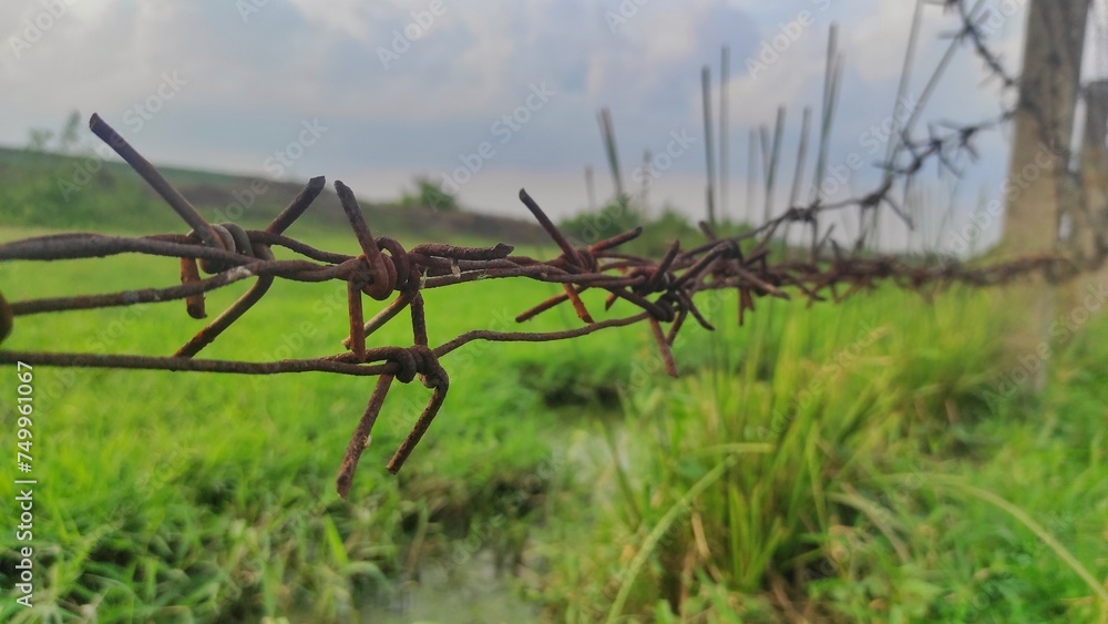 Fototapeta premium Rustic barb wire in the lawn as a border of the farm