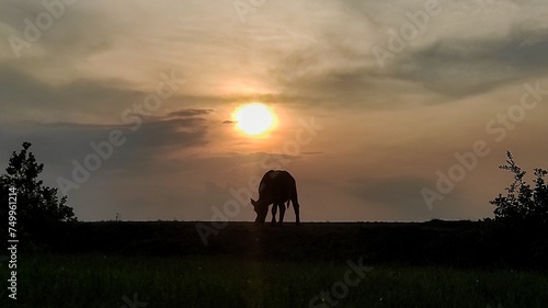 Silhouette picture of a young cow in the savana during sunset