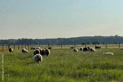 Sheep on a field