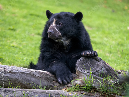 Spectacled bear, Tremarctos ornatus, resting on a tree trunk, Wakata Biopark, Colombia photo