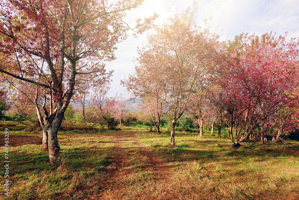 Cherry blossom spring season in the morining