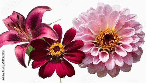 deep magenta lilies and pastel pink zinnia collage isolated on white
