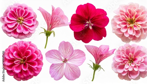 set of pink flowers and geranium petals floral isolated design element top view flat lay set of pink flowers and geranium petals floral isolated design element top view flat lay © Jayla