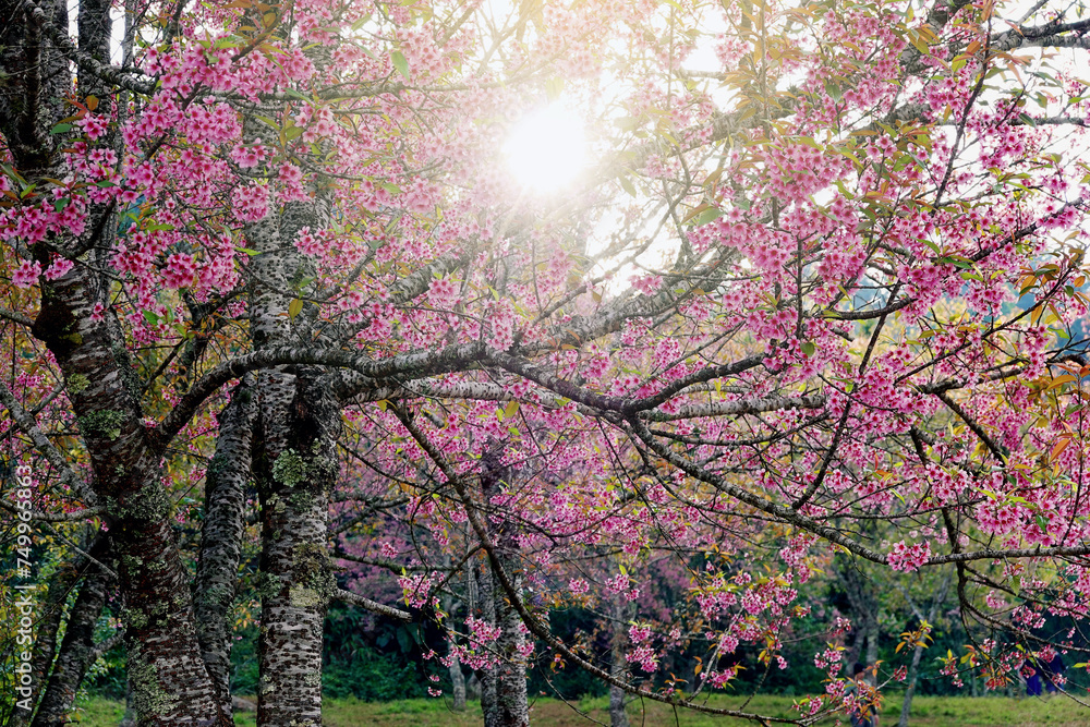 Cherry blossom spring season in the morining Cherry blossom spring season in the morining