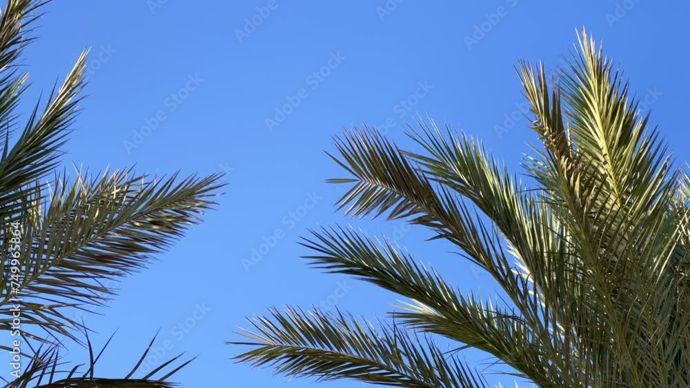 A green palm tree against a blue sky. Palm trees in the sunlight. View of palm trees against the sky with branches swaying in the wind - 4K video. Palm tree on the seashore view from below. Egypt 2022 A green palm tree against a blue sky. Palm trees in the sunlight. View of palm trees against the sky with branches swaying in the wind - 4K video. Palm tree on the seashore view from below. Egypt 2022