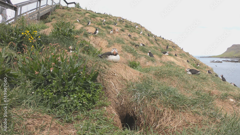 Atlantic Puffins (Fratercula arctica) at Borgarfjörður eystri, Eastern Iceland. Puffin outside the burrow. The puffins come to nest.