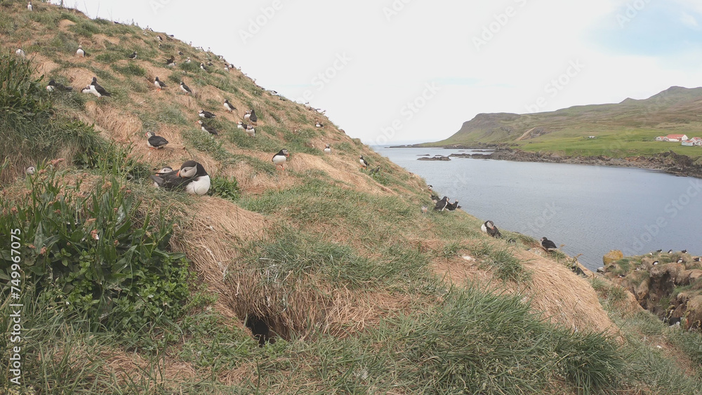 Atlantic Puffins (Fratercula arctica) at Borgarfjörður eystri, Eastern Iceland. Puffin outside the burrow. The puffins come to nest.