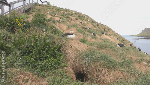 Obraz na płótnie Atlantic Puffins (Fratercula arctica) at Borgarfjörður eystri, Eastern Iceland. Puffin outside the burrow. The puffins come to nest. w salonie
