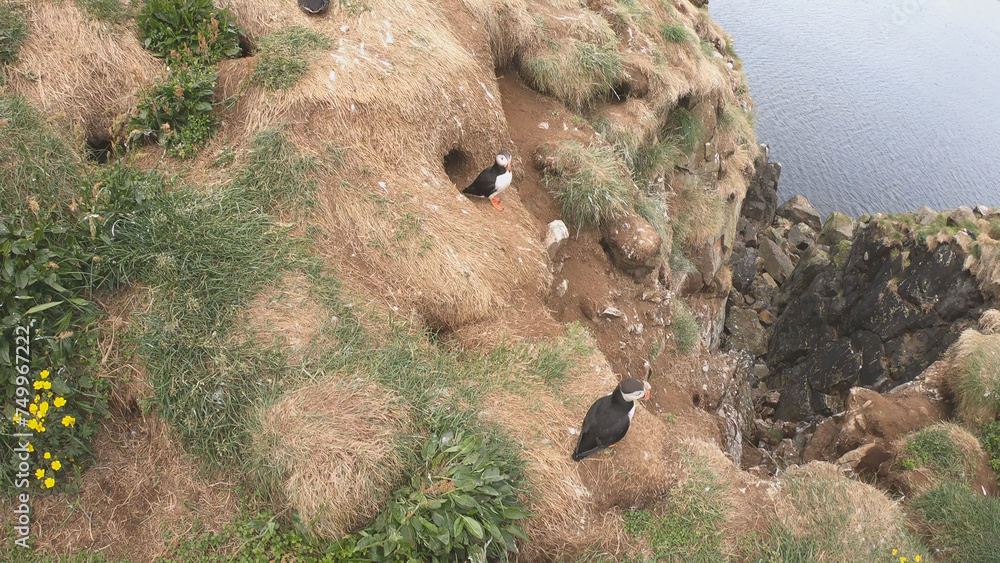 Atlantic Puffins (Fratercula arctica) at Borgarfjörður eystri, Eastern Iceland. Puffin outside the burrow. The puffins come to nest.