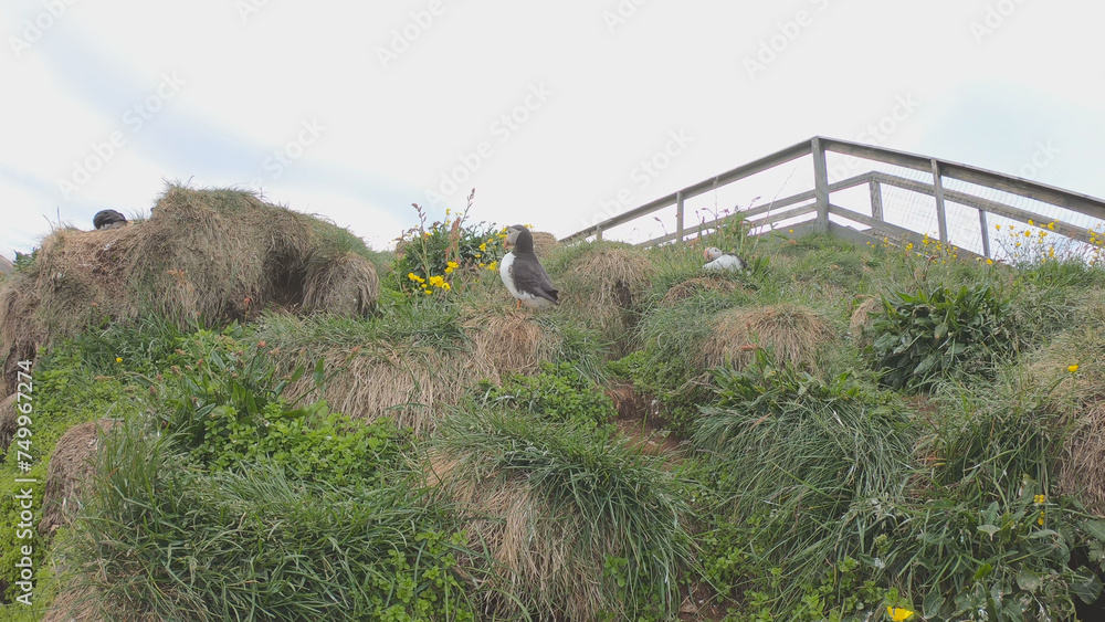 Atlantic Puffins (Fratercula arctica) at Borgarfjörður eystri, Eastern Iceland. Puffin outside the burrow. The puffins come to nest.